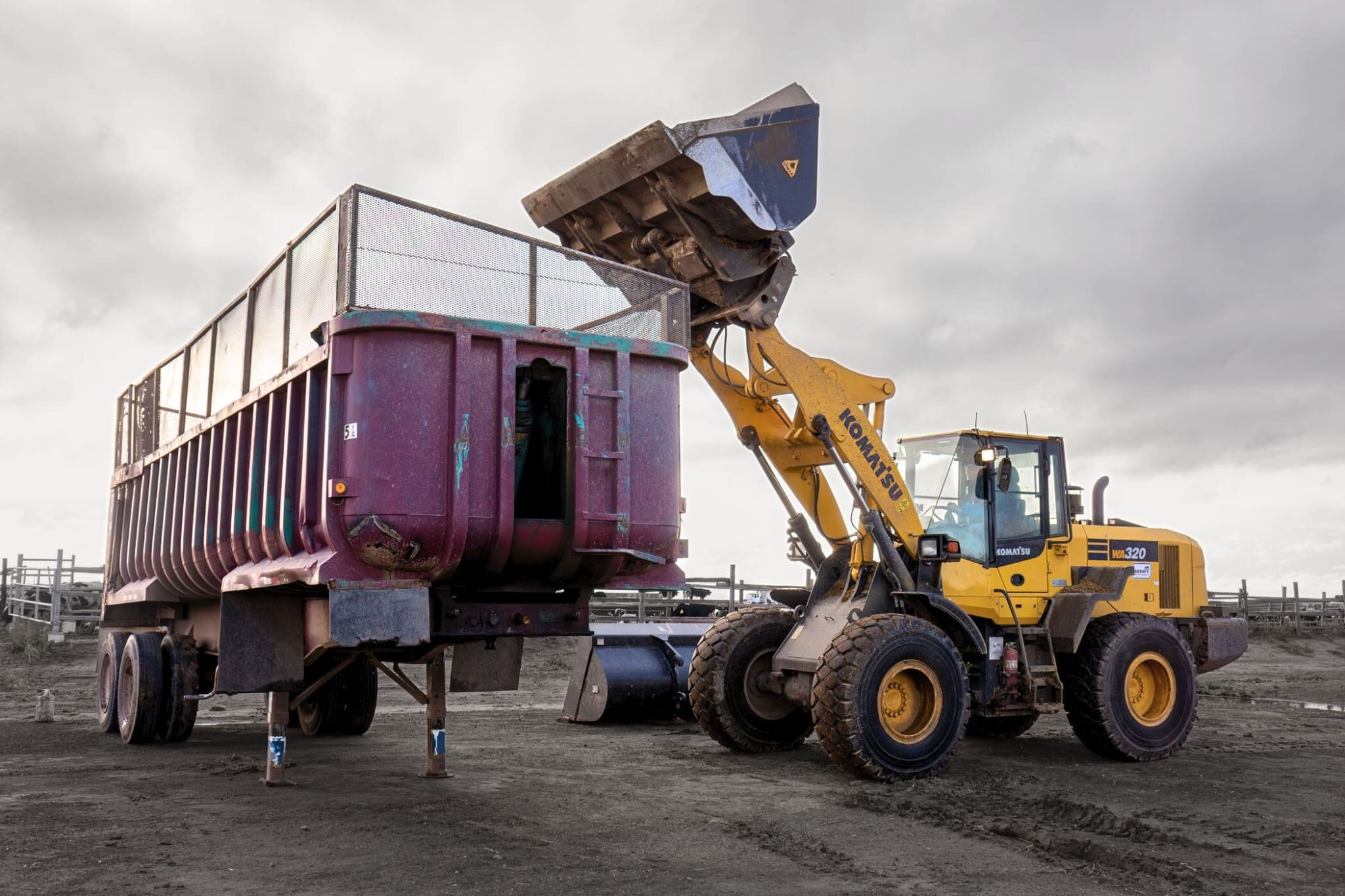 Wheel loader using a Dymax roll out bucket to load a trailer at a dairy or feedyard with extra dump height